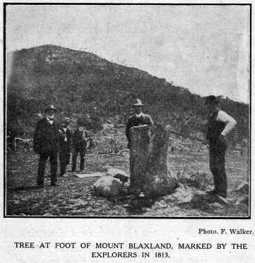 Tree at foot of Mt. Blaxland, marked by the explorers in 1813